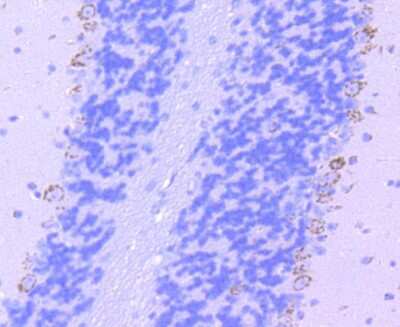 Immunohistochemistry-Paraffin: Tryptophan Hydroxylase 1/TPH-1 Antibody (SC53-07) [NBP2-67580]
