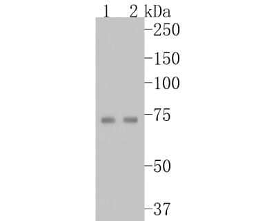 Western Blot: Tryptophan Hydroxylase 1/TPH-1 Antibody (SC53-07) [NBP2-67580]