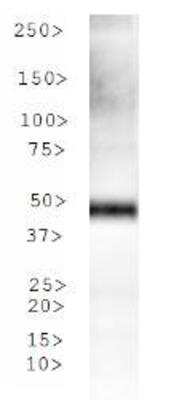 Western Blot: Tryptophan hydroxylase 2 AntibodyBSA Free [NBP1-77556]