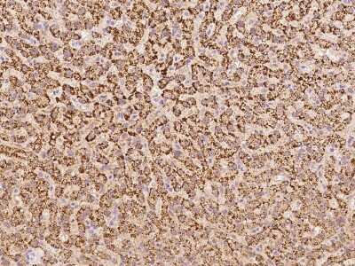 Immunohistochemistry-Paraffin: Tryptophan rich protein Antibody [NBP2-97813]