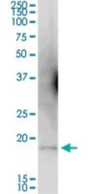 Western Blot: Tryptophan rich protein Antibody [H00007485-B02P]