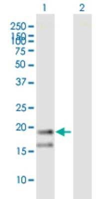 Western Blot: Tryptophan rich protein Antibody [H00007485-B02P]