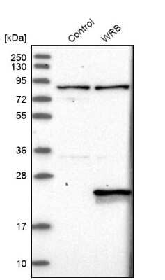 Western Blot: Tryptophan rich protein Antibody [NBP1-84492]