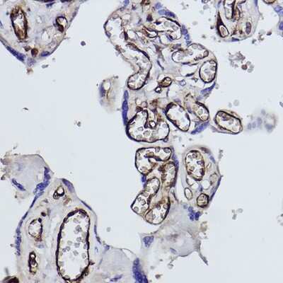 Immunohistochemistry-Paraffin: Tryptophanyl tRNA synthetase Antibody (3B2F10) [NBP3-16419]