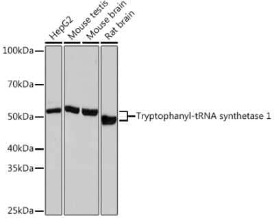 Western Blot: Tryptophanyl tRNA synthetase Antibody (3B2F10) [NBP3-16419]