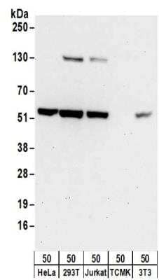 Western Blot: Tryptophanyl tRNA synthetase Antibody [NBP2-32185]