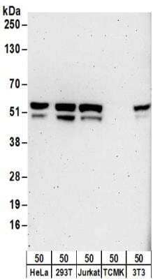 Western Blot: Tryptophanyl tRNA synthetase Antibody [NBP2-32186]