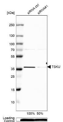 Western Blot: Tsukushi/TSK Antibody [NBP1-87959]