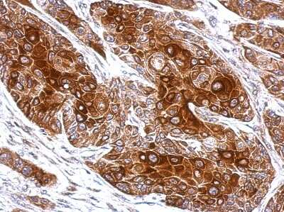 Immunohistochemistry-Paraffin: Tubby Antibody [NBP2-20758]
