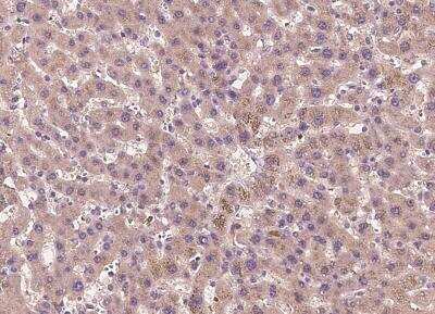 Immunohistochemistry-Paraffin: Tubby Antibody [NBP2-97149]