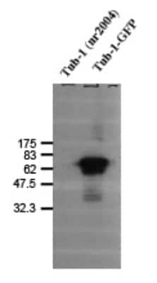 Western Blot: Tubby Antibody [NB100-1922]