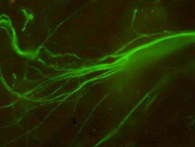 Immunocytochemistry/ Immunofluorescence: alpha Tubulin Antibody (TU-01) - BSA Free [NB500-333]