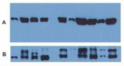 Western Blot: alpha Tubulin Antibody (TU-01)BSA Free [NB500-333]