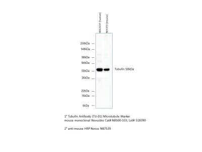 Western Blot: alpha Tubulin Antibody (TU-01)BSA Free [NB500-333]