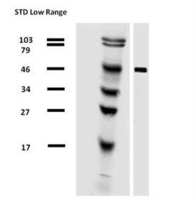 Western Blot: alpha Tubulin Antibody (TU-01)BSA Free [NB500-333]