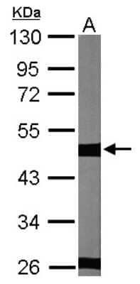 Western Blot: Tubulin Beta 2C Antibody [NBP2-14886]