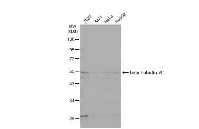 Western Blot: Tubulin Beta 2C Antibody [NBP2-14886]