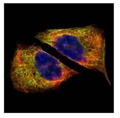 Immunocytochemistry/ Immunofluorescence: Tubulin Beta 4 Antibody [NBP1-32205]