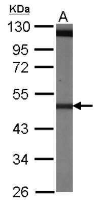 Western Blot: Tubulin Beta 4 Antibody [NBP1-32205]