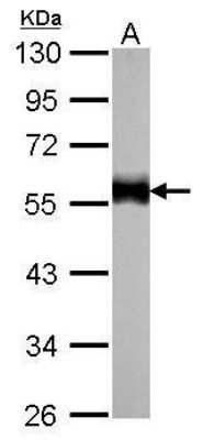 Western Blot: Tubulin alpha-1B Antibody (114) [NBP2-43837]