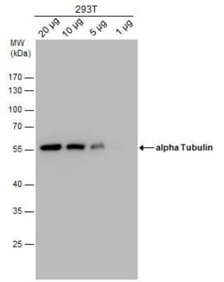 Western Blot: Tubulin alpha-1B Antibody (114) [NBP2-43837]