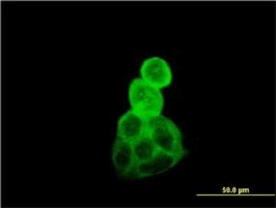 Immunocytochemistry/ Immunofluorescence: Tubulin alpha-1B Antibody (4D1) [H00010376-M01]