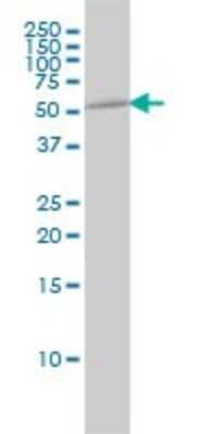 Western Blot: Tubulin alpha-1B Antibody (4D1) [H00010376-M01]