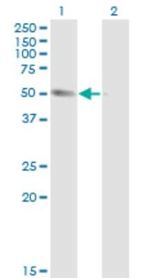 Western Blot: Tubulin alpha-1B Antibody (4D1) [H00010376-M01]