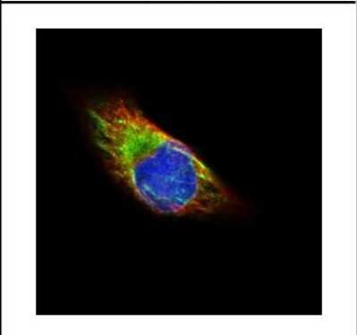 Immunocytochemistry/ Immunofluorescence: Tubulin alpha-1B Antibody [NBP2-20761]