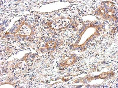 Immunohistochemistry-Paraffin: Tubulin alpha-1B Antibody [NBP2-20761]