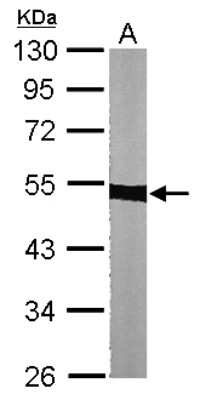 Western Blot: Tubulin alpha-1B Antibody [NBP1-32959]