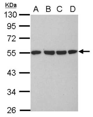 Western Blot: Tubulin alpha-1B Antibody [NBP2-20760]