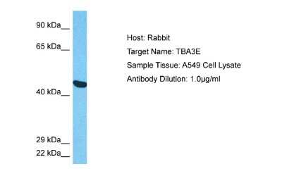 Western Blot: Tubulin alpha-3E Antibody [NBP2-84318]