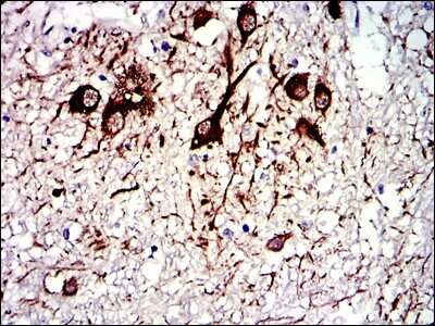 Immunohistochemistry-Paraffin: Tubulin alpha-8 Antibody (2D6) - BSA Free [NBP2-37535]