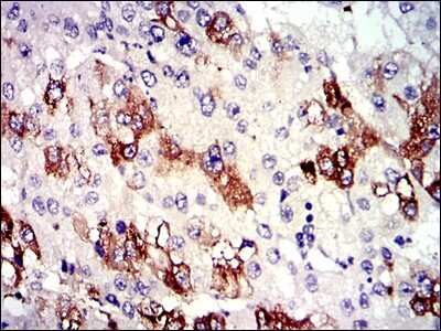 Immunohistochemistry-Paraffin: Tubulin alpha-8 Antibody (2D6) - BSA Free [NBP2-37535]