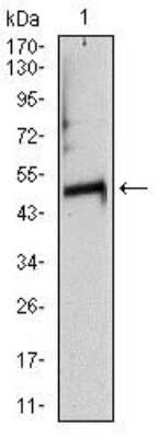 Western Blot: Tubulin alpha-8 Antibody (2D6)BSA Free [NBP2-37535]