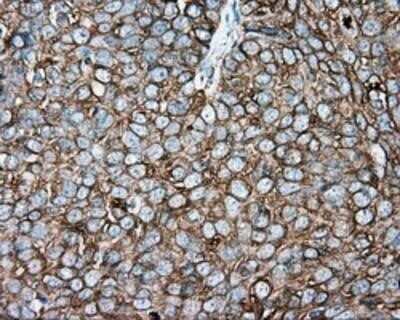 Immunohistochemistry: Tubulin alpha-8 Antibody (OTI2G6) - Azide and BSA Free [NBP2-74709]