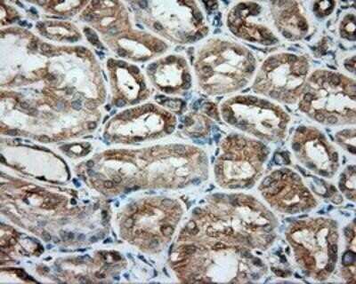 Immunohistochemistry: Tubulin alpha-8 Antibody (OTI2G6) - Azide and BSA Free [NBP2-74709]