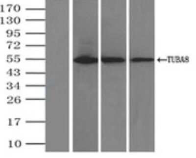 Immunoprecipitation: Tubulin alpha-8 Antibody (OTI2G6) - Azide and BSA Free [NBP2-74709]