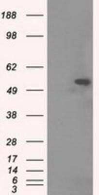 Western Blot: Tubulin alpha-8 Antibody (OTI2G6)Azide and BSA Free [NBP2-74709]
