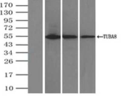 Immunoprecipitation: Tubulin alpha-8 Antibody (OTI2G6) [NBP2-02474]
