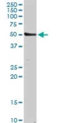 Western Blot: Tubulin alpha-8 Antibody [H00051807-D01P]