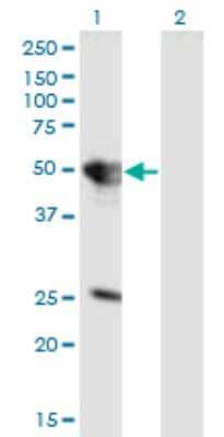 Western Blot: Tuftelin 1 Antibody (2C10) [H00007286-M01]