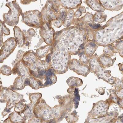 Immunohistochemistry-Paraffin: Tuftelin 1 Antibody [NBP1-87446]