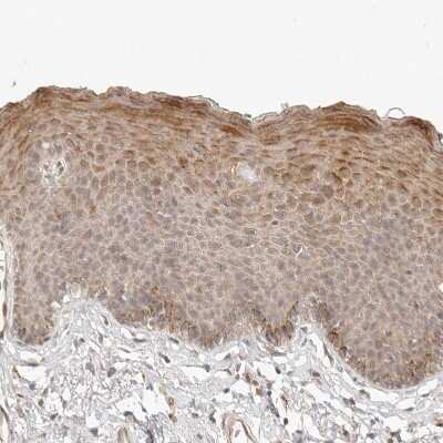 Immunohistochemistry-Paraffin: Tuftelin 1 Antibody [NBP1-87446]