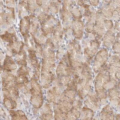 Immunohistochemistry-Paraffin: Tuftelin 1 Antibody [NBP1-87446]