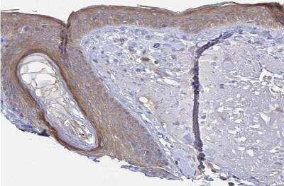 Immunohistochemistry-Paraffin: Tuftelin 1 Antibody [NBP2-38723]