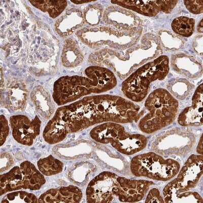 Immunohistochemistry-Paraffin: Tuftelin 1 Antibody [NBP2-38723]