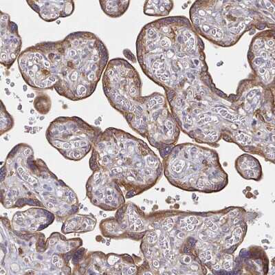 Immunohistochemistry-Paraffin: Tuftelin 1 Antibody [NBP2-38723]