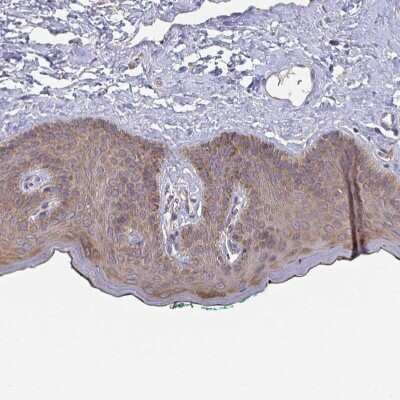 Immunohistochemistry-Paraffin: Tuftelin 1 Antibody [NBP2-38723]